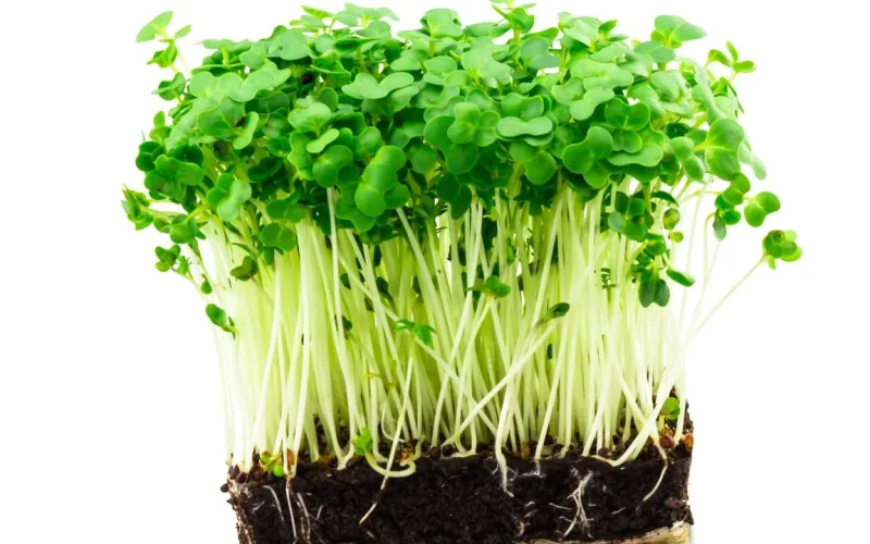 Estudo do CDC aponta Agrião como o vegetal mais saudável do planeta