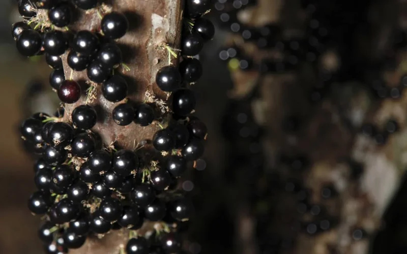 Descubra como a jabuticaba pode ajudar a regular os níveis de glicose no sangue